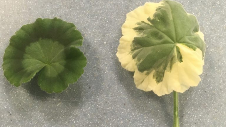 Photosynthesis: testing a variegated leaf for starch