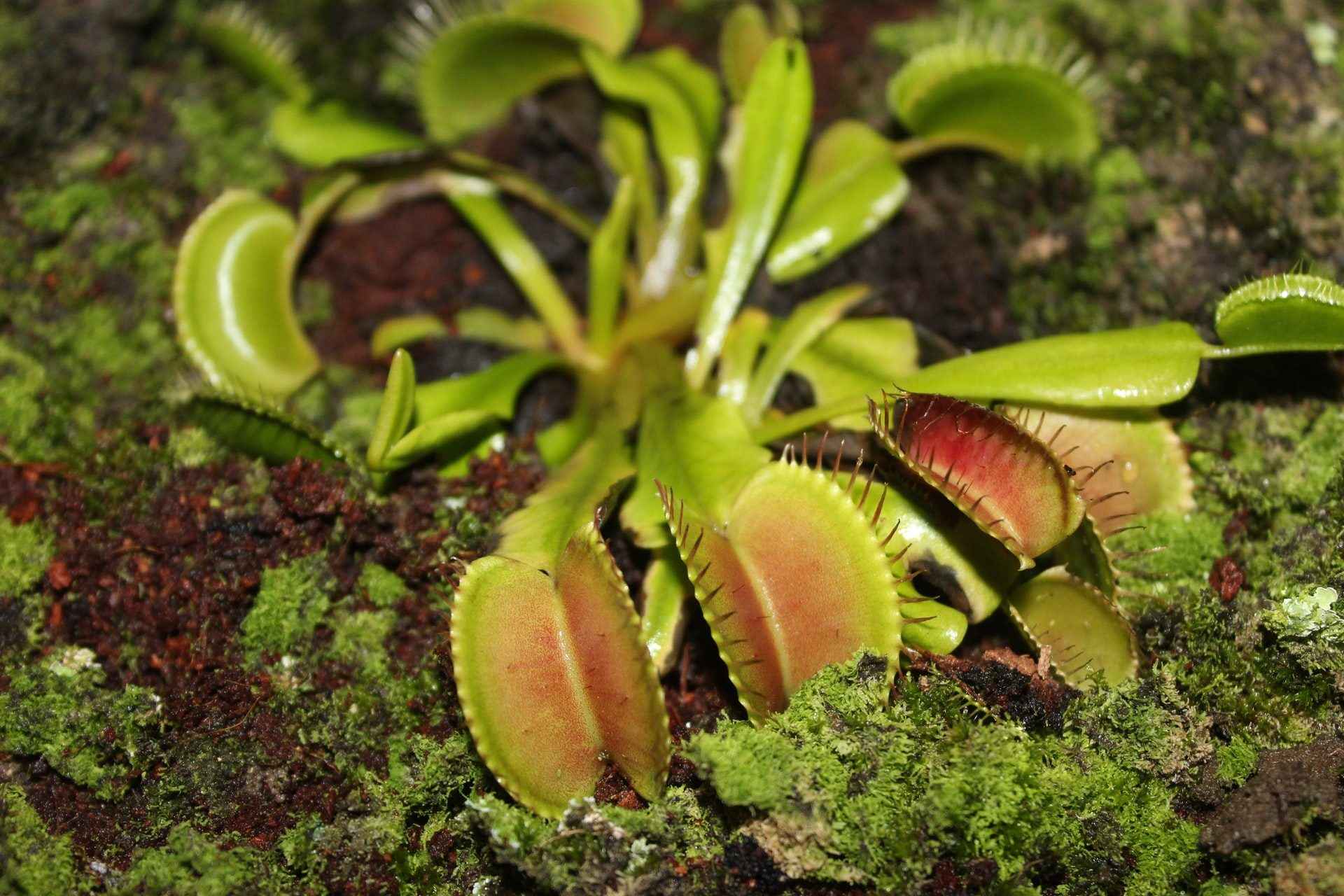 Lab: Bulb Divisions Venus Flytrap