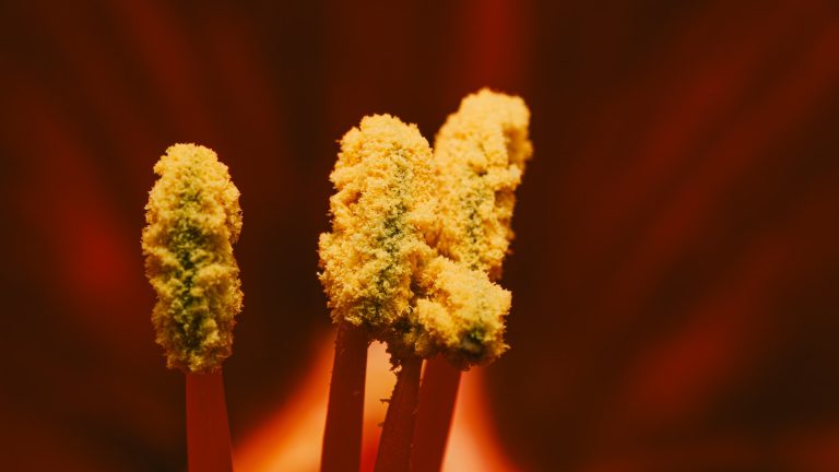 Pollination and fertilisation challenge