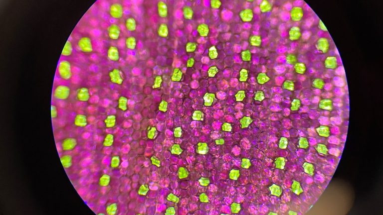 Measuring and calibrating in microscopy: Measuring stomatal density