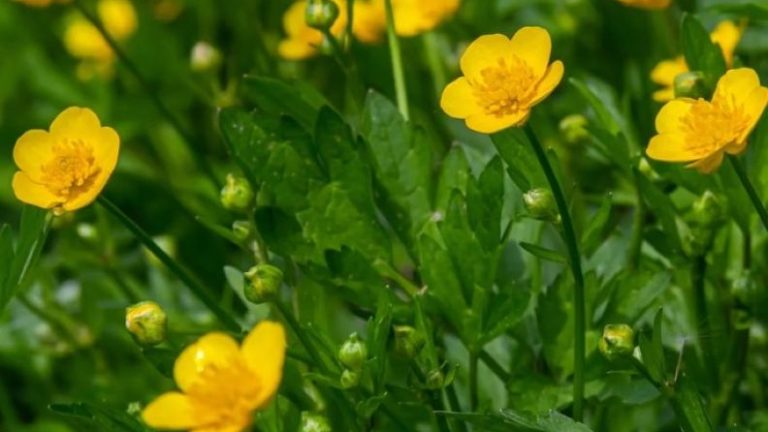 Using a key – Following the trail with buttercups