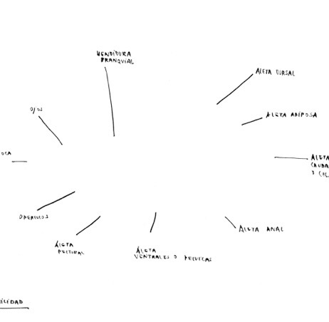 PEZosibilidad, por Clara Nubiola