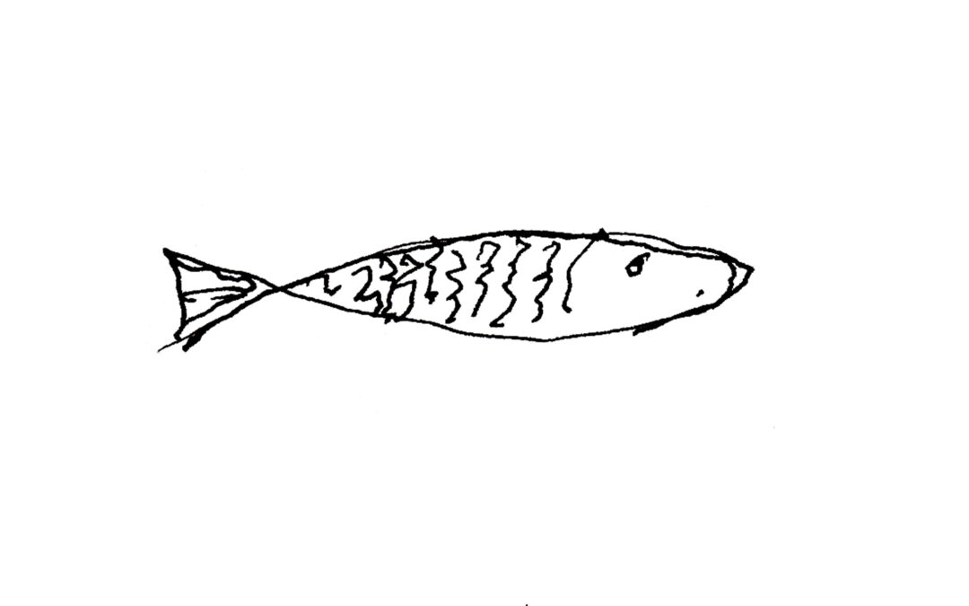 Lluç (merluza), por Oriol Bohigas