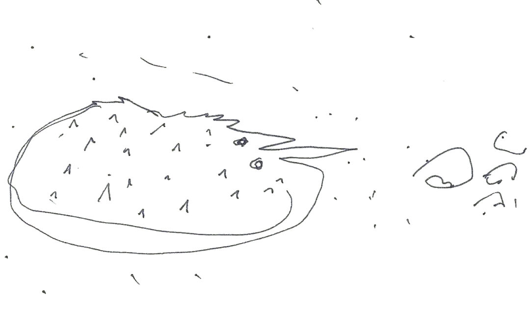 Rodaballo, por José Ángel Medina Murúa