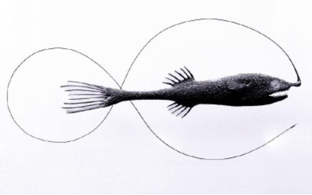 Pez Infinito, por Miguel de Guzmán