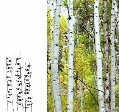 Pez Entronco, por Bea González