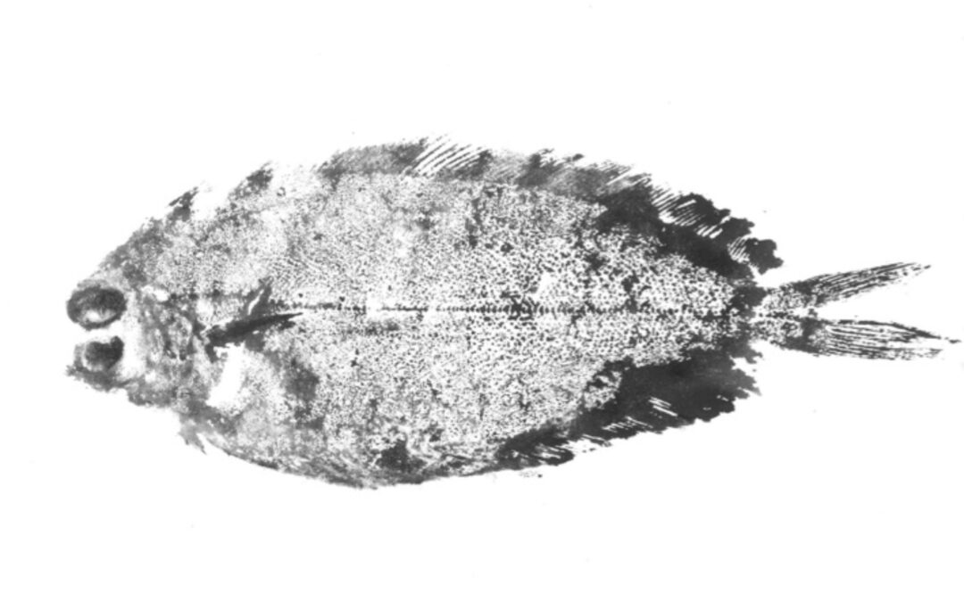 Pez Plano, por Silvia Martínez Palou