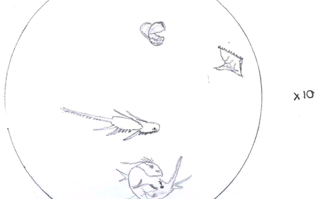 No son peces, es plancton!, por Alicia Arranz