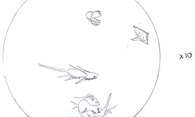 No son peces, es plancton!, por Alicia Arranz