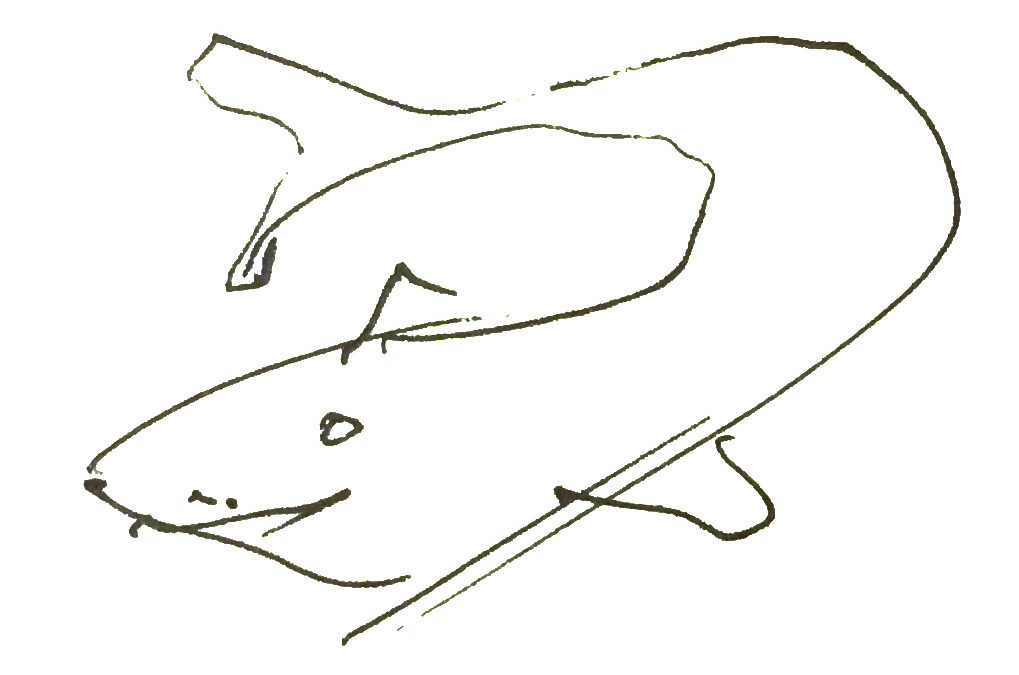 Tiburón, por Fruto Vivas