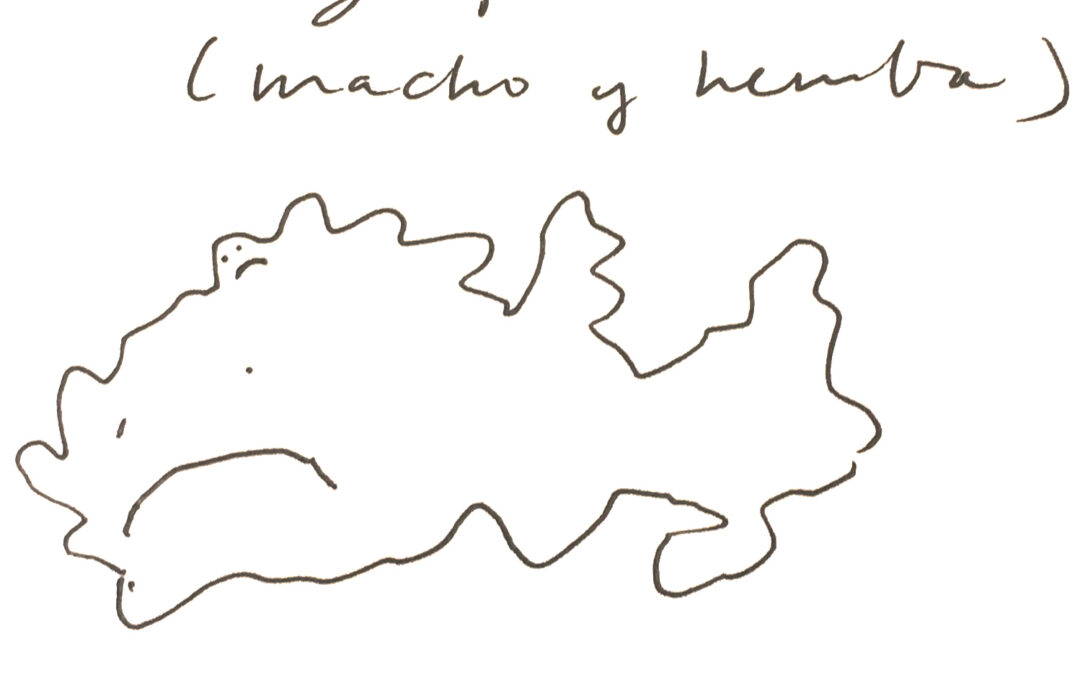 Pez Piedra, por Ángel Borrego