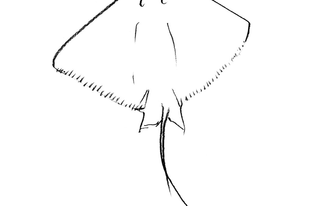 Raya rallada, por Estanislau Roca