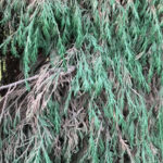 Editorial 20260401 «Jardines Profesionales (2)… »