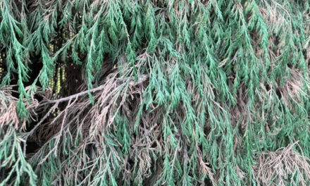 Editorial 20260401 «Jardines Profesionales (2)… »