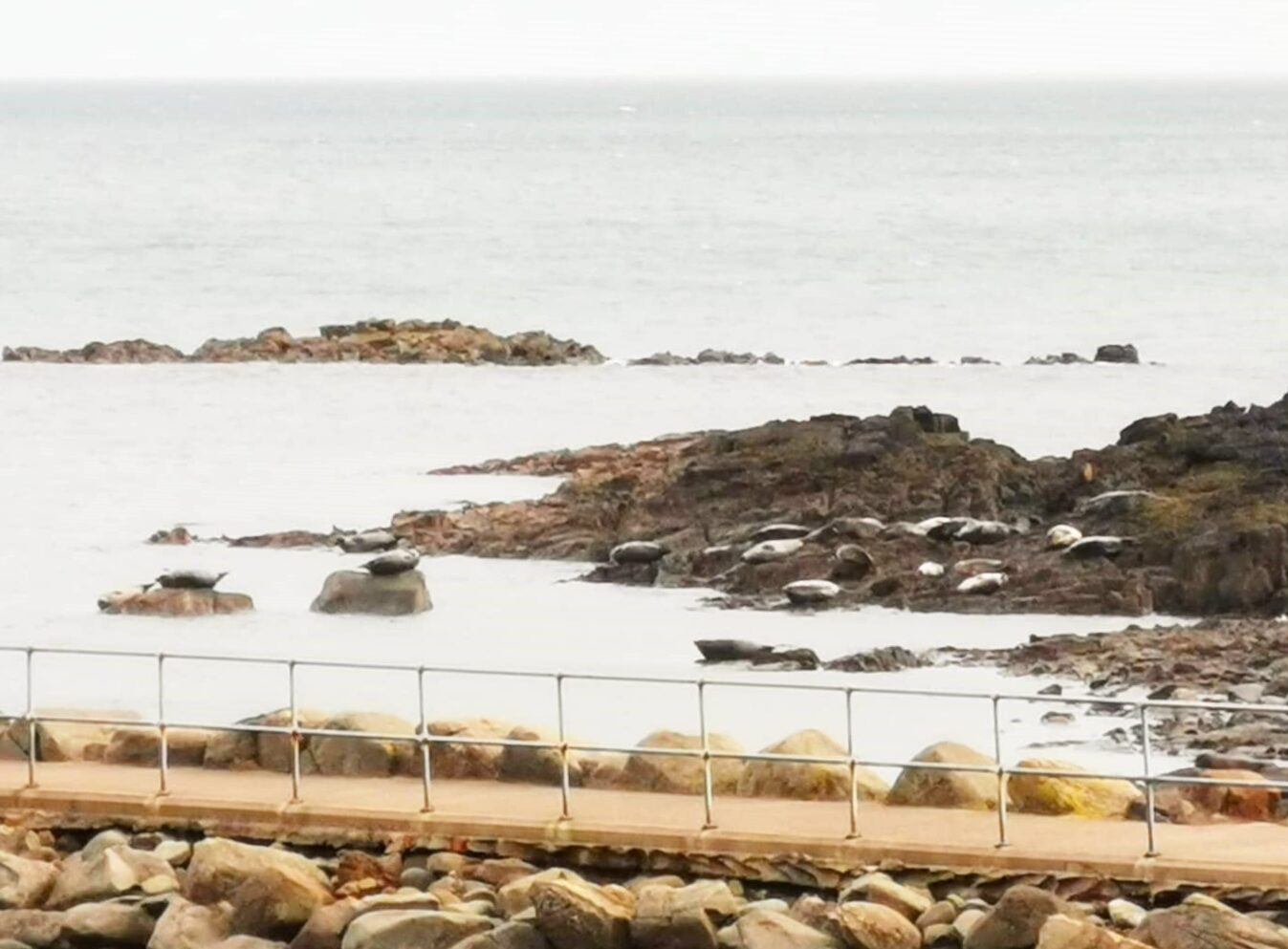 Seals basking at Staffin Slipway