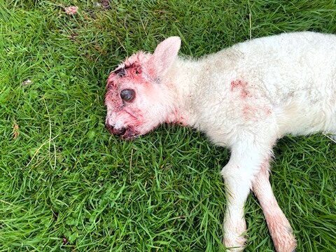 Lamb struck by vehicle on Quiraing road and left badly injured