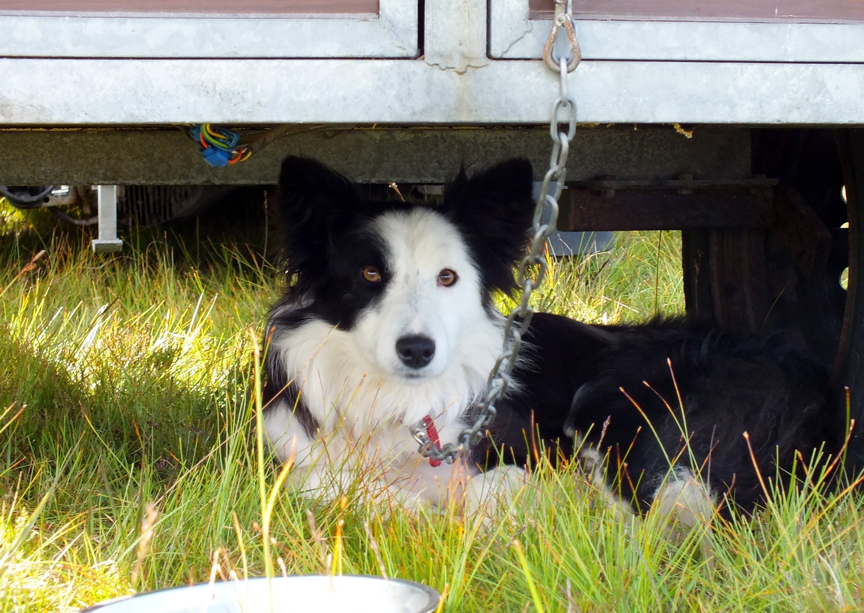 Scottish internationalist at Staffin Sheepdog Trials next week