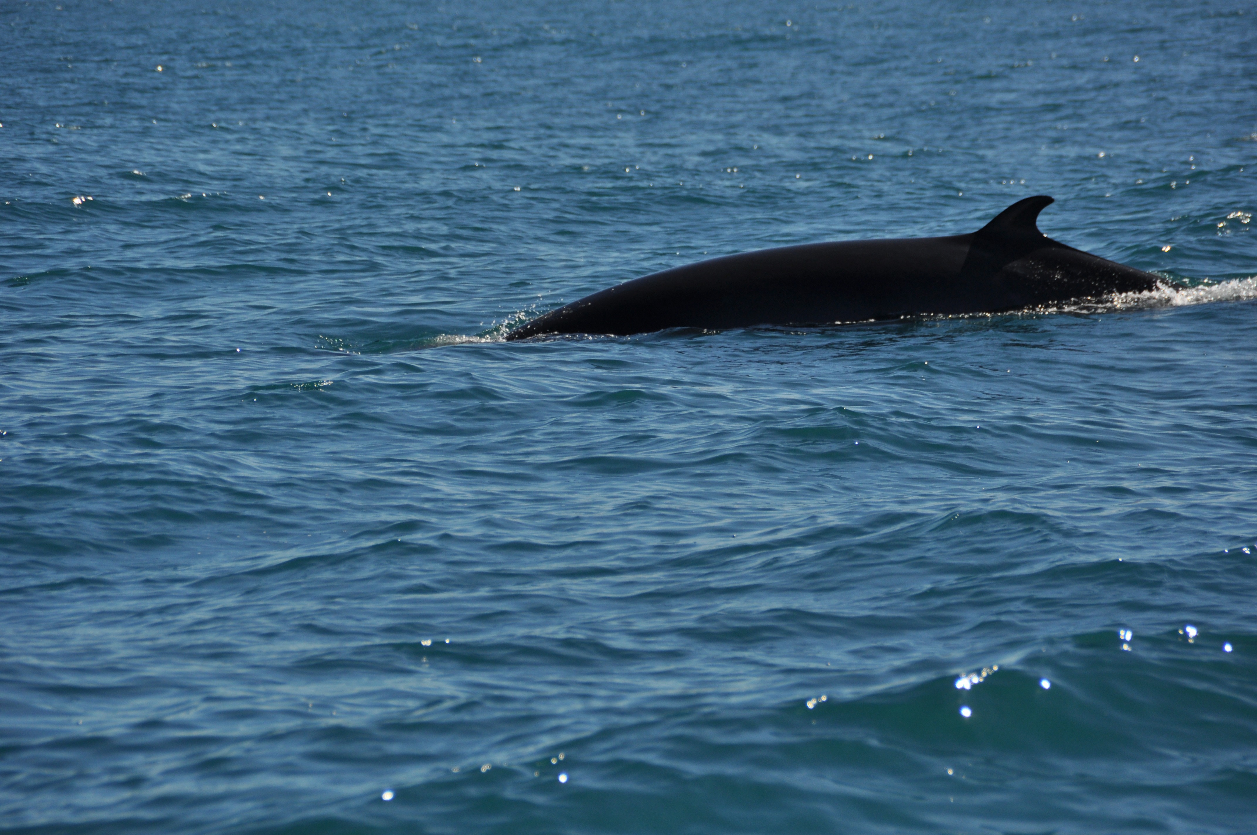 Minke whale 268242