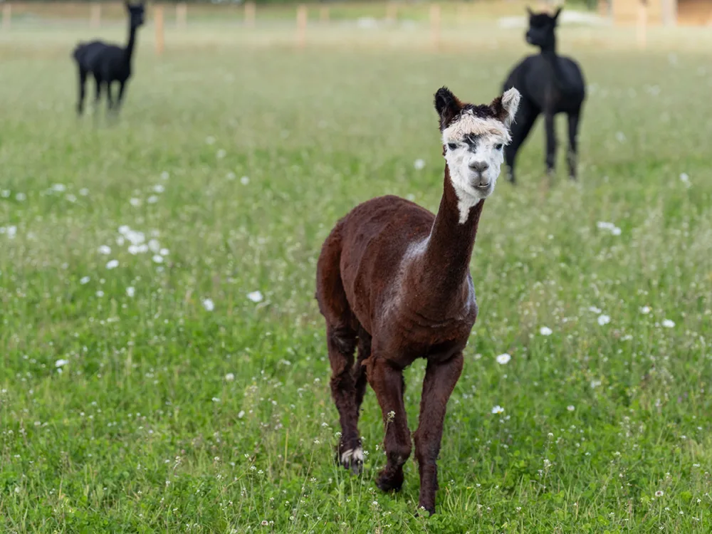 Alpacas-in-Scotland_Hay-and-Play_Upper-Dysart-Larder-Lunan-Bay.jpg