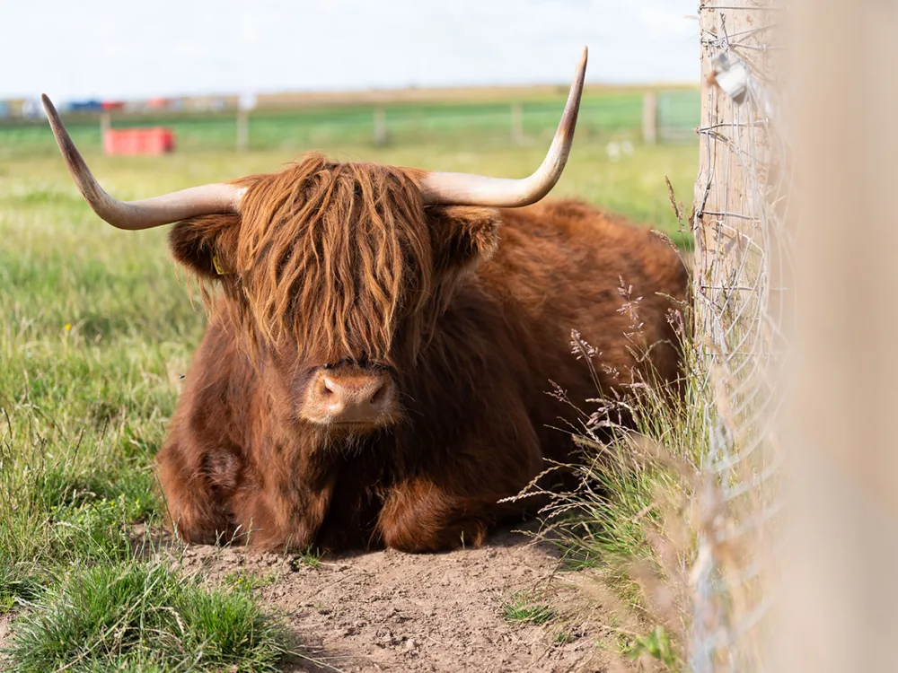 Highland-Cows-visit-Scotland_Arbroath-Angus-Hay-and-Play_Upper-Dysart-Larder.jpg