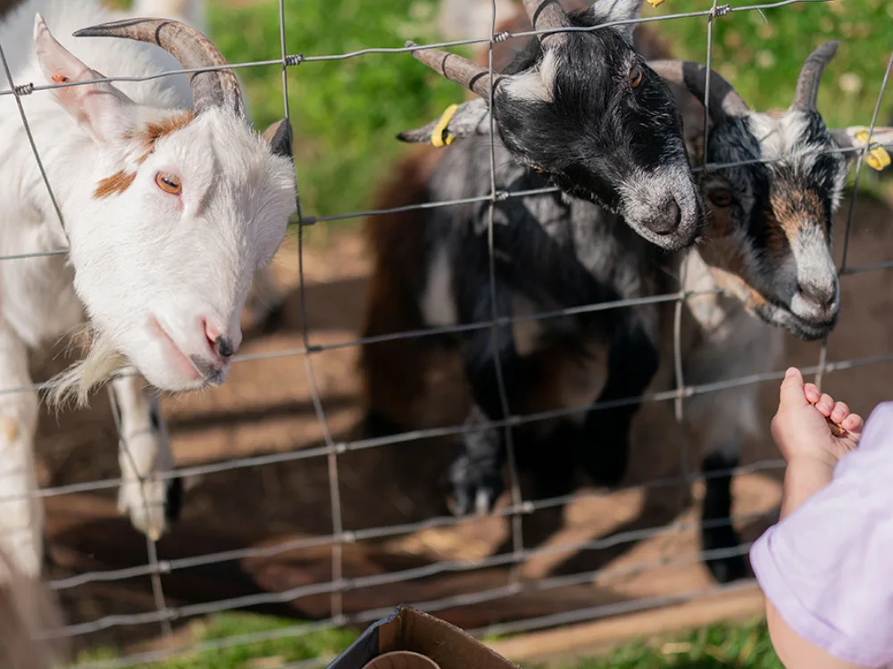 Feeding-Goats-Petting-Zoo-Scotland_Angus-Arbroath-Lunan-Bay_Upper-Dysart-Larder.jpg