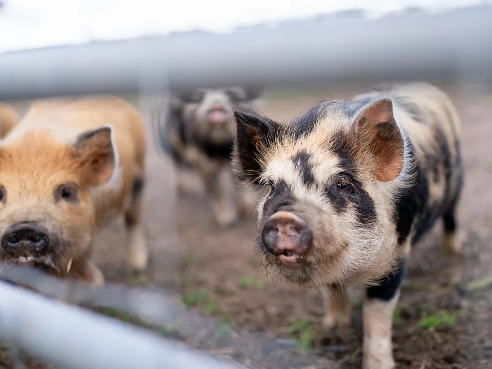 Kunekune-pigs-Scotland_Hay-and-Play_Upper-Dysart-Larder-petting-zoo.jpg