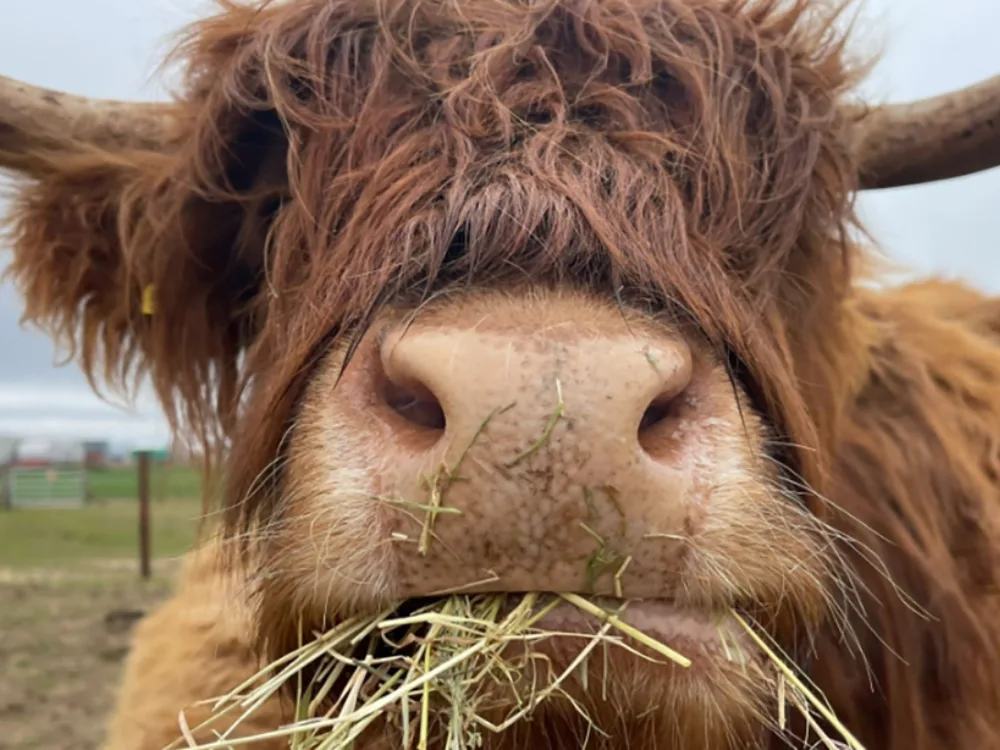 Hay_and_play_highland_cow_slider_image.jpg