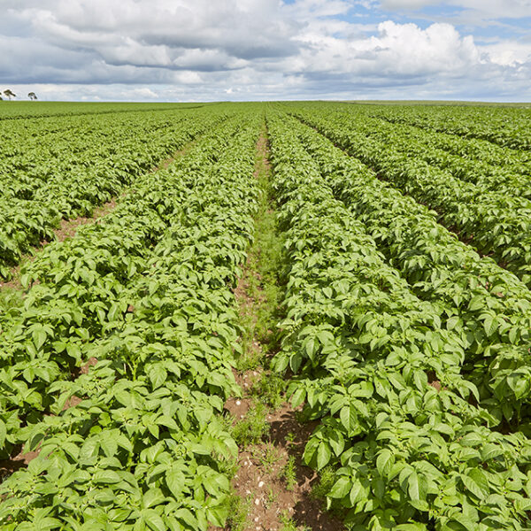 Growing Potato Field Upper Dysart Larder
