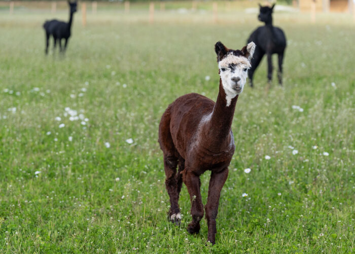 Alpacas in Scotland Hay and Play Upper Dysart Larder Lunan Bay