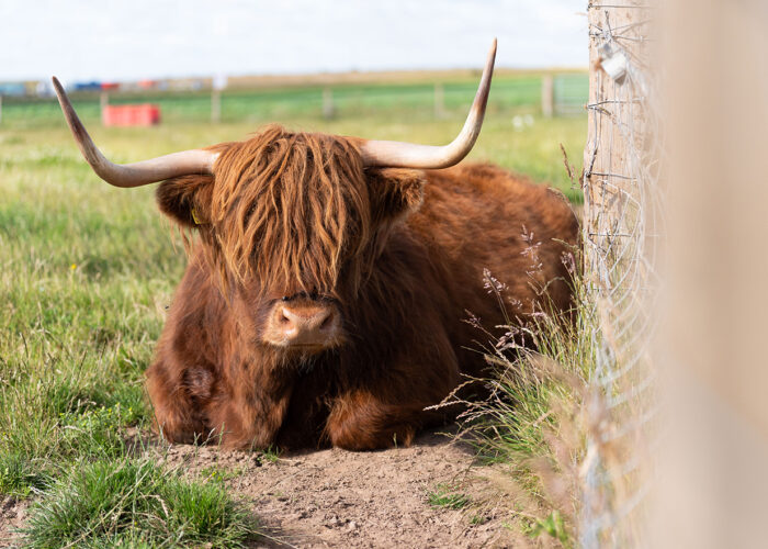 Highland Cows visit Scotland Arbroath Angus Hay and Play Upper Dysart Larder
