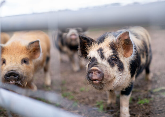 Kunekune pigs Scotland Hay and Play Upper Dysart Larder petting zoo