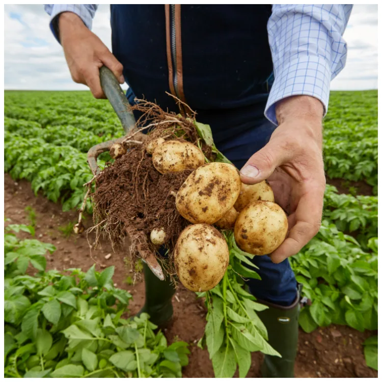 Farm field potatoes
