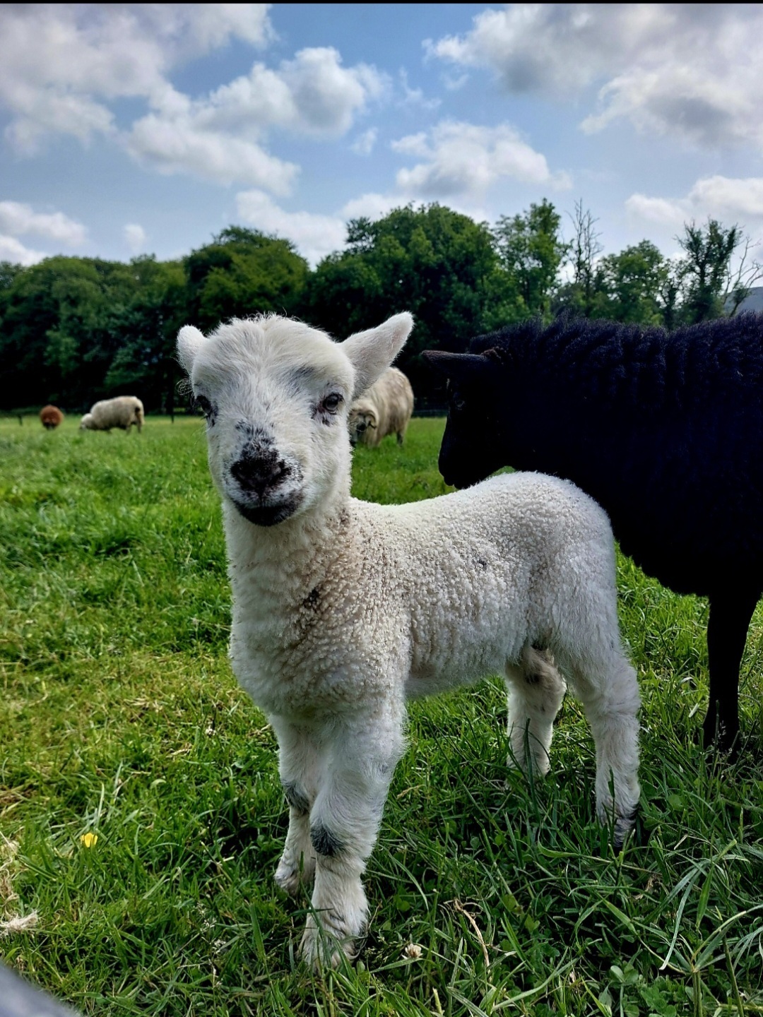 Ballyhoura Farm Escape Lamb