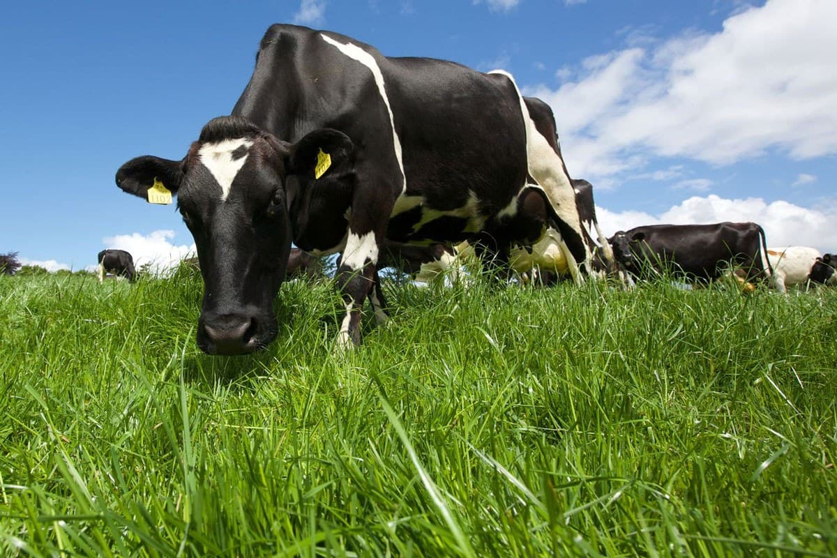 Glenstal Farm Tours