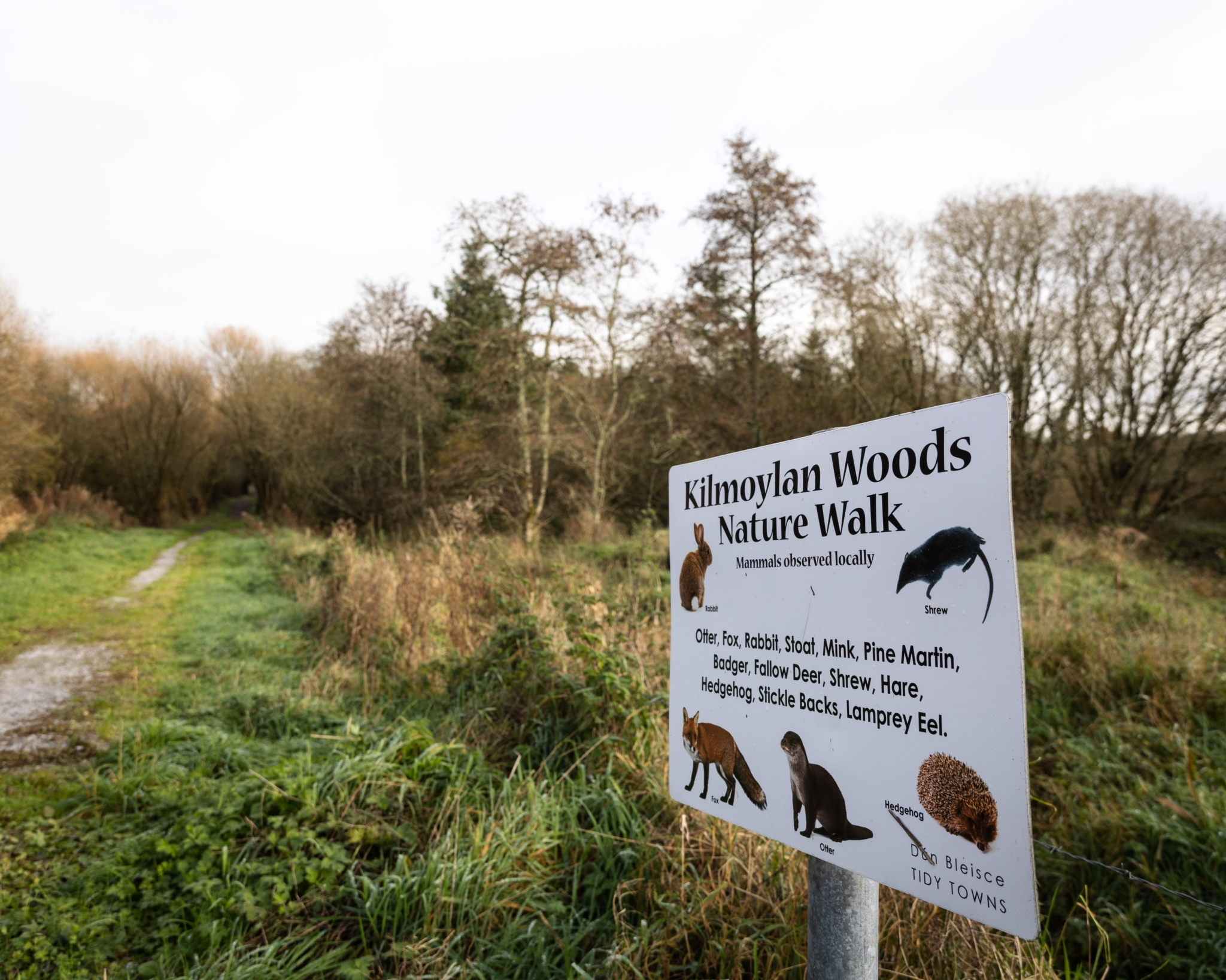 Kilmoylan Woods Nature Walk Limerick on Foot 2