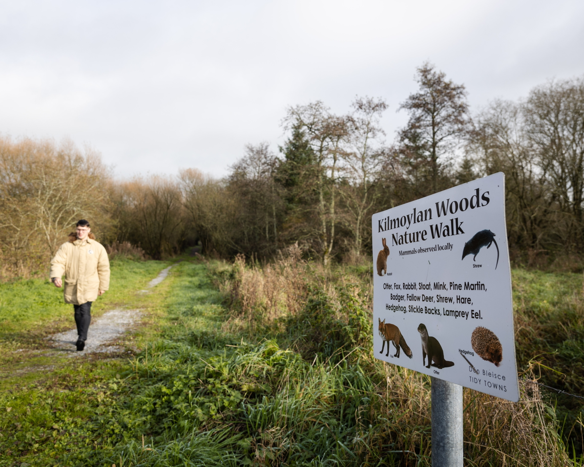 Kilmoylan Woods Nature Walk Limerick on Foot 3