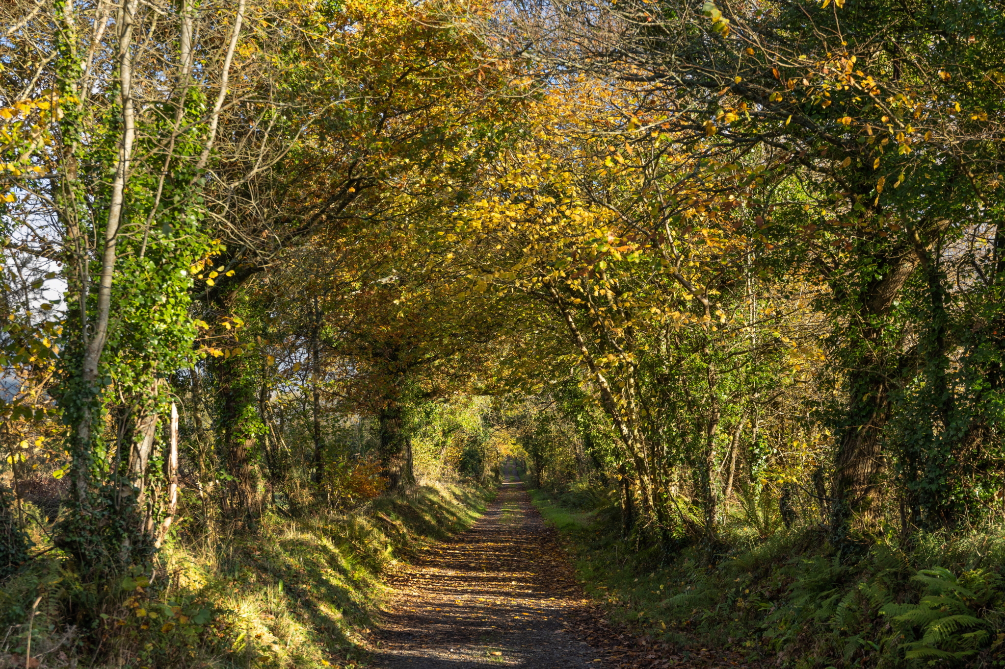 Kilmoylan Woods Nature Walk Limerick on Foot 7