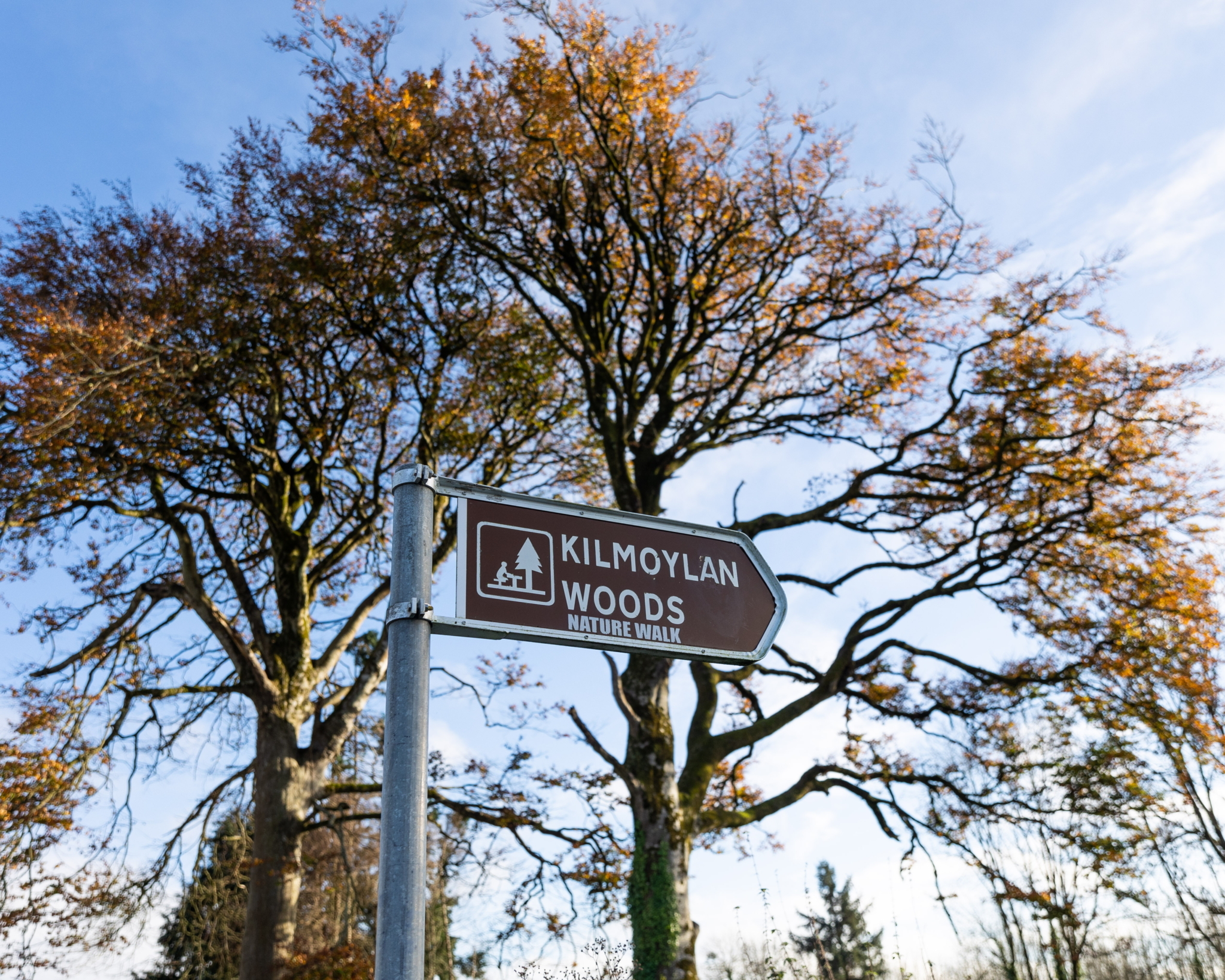Kilmoylan Woods Nature Walk Limerick on Foot 2022 031