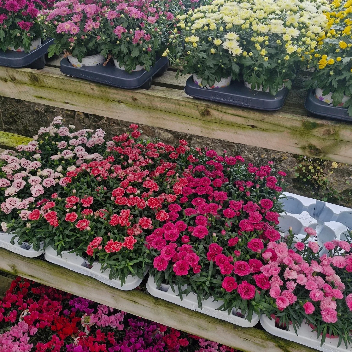 Rockbarton Flowers