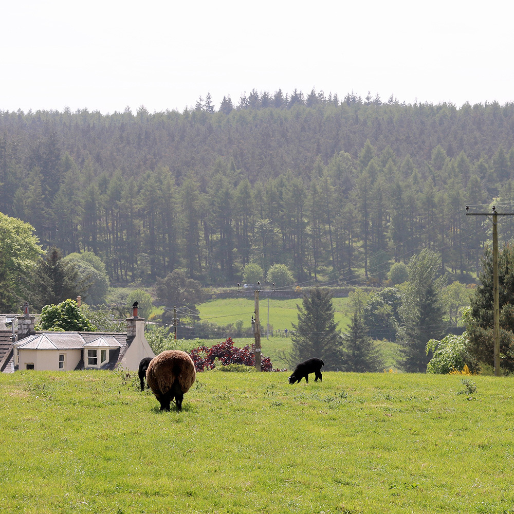 Easter Anguston Farm VSA