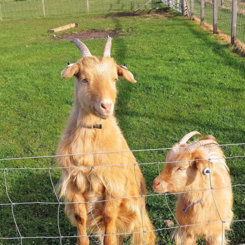 Help VSA Save Easter Anguston Farm