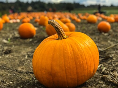 PUMPKIN-PATCH.jpg