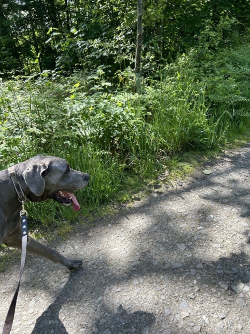 IMG_0172.jpeg