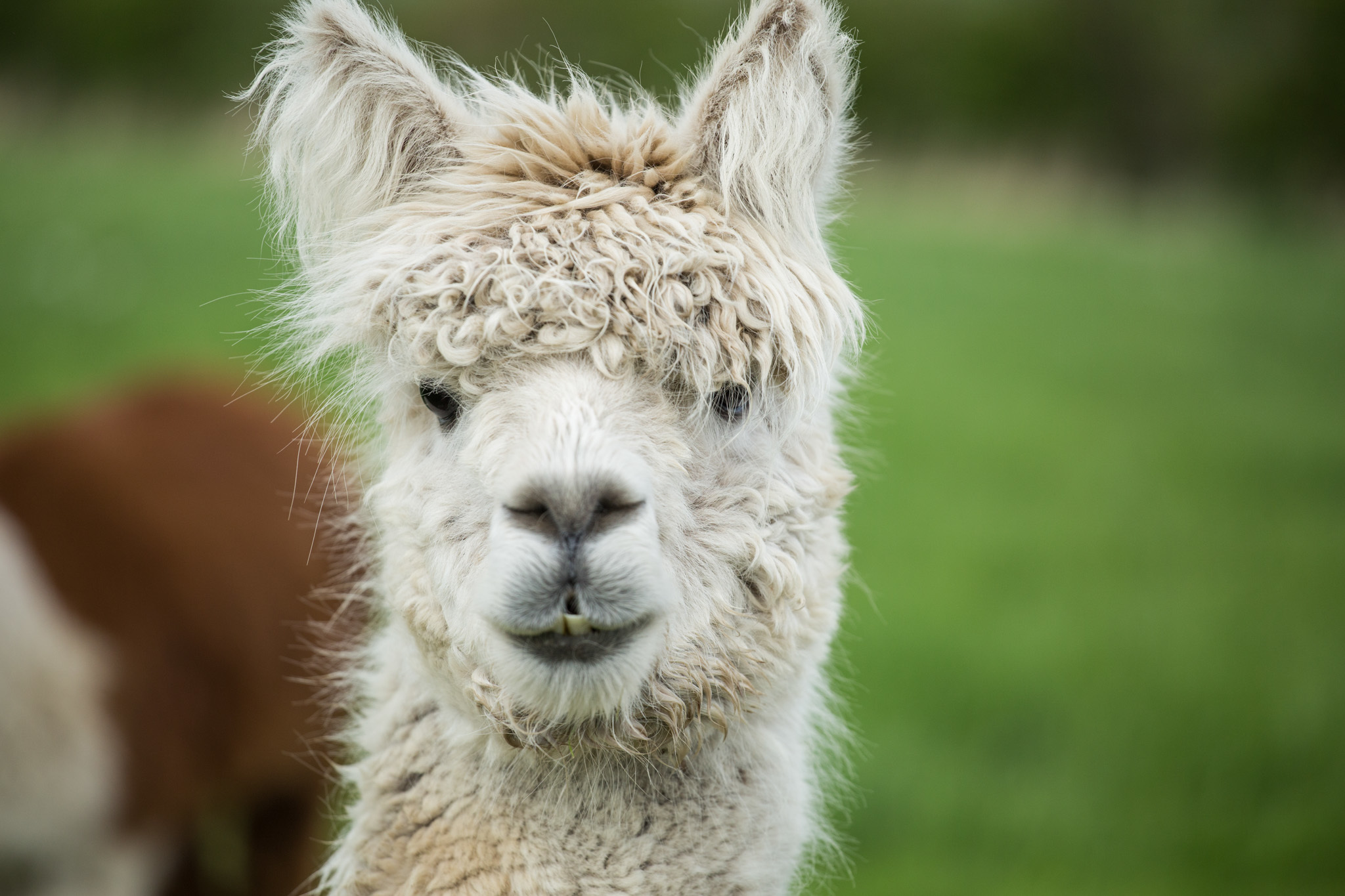 Alpaca-b-002.jpg