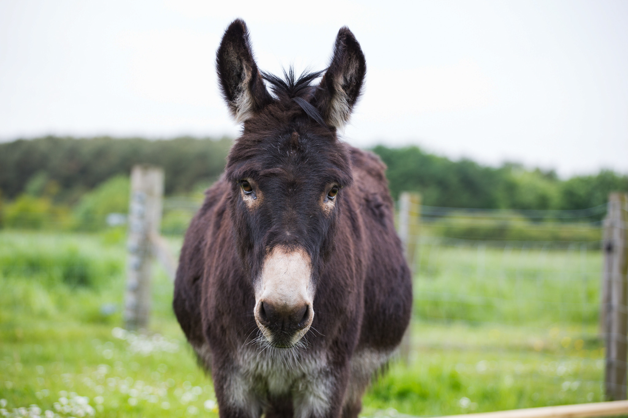 Donkey-Bertie-002.jpg