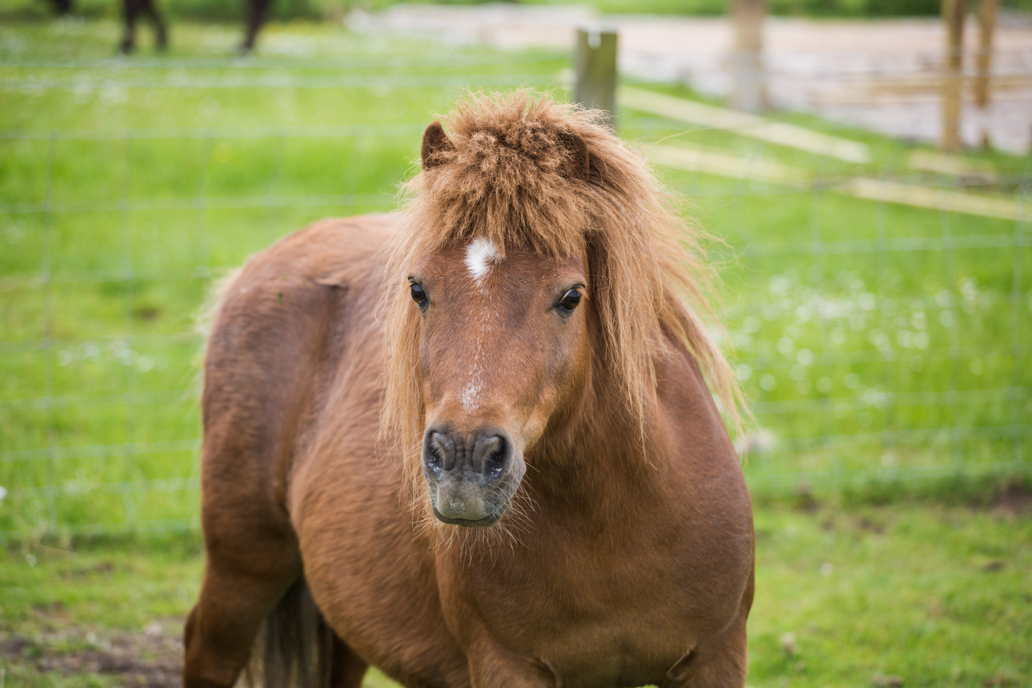 Pony-Cinnamon-005.jpg