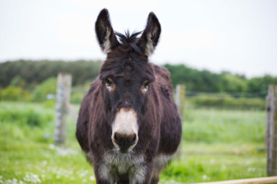 Donkey-Bertie-002.jpg