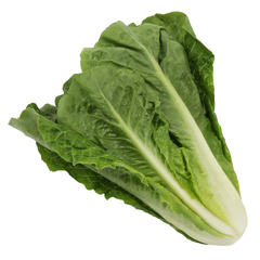 خس طويل ١ كغم