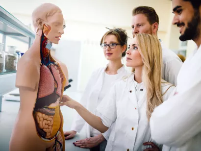 medisinstudenter studerer anatomisk modell