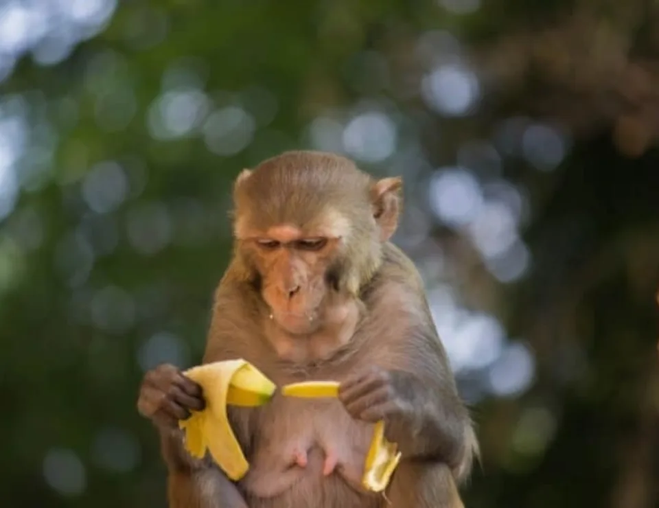 Monkey with banana